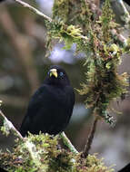 Image of Scarlet-rumped Cacique