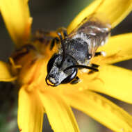 Plancia ëd Lasioglossum leucozonium (Schrank 1781)