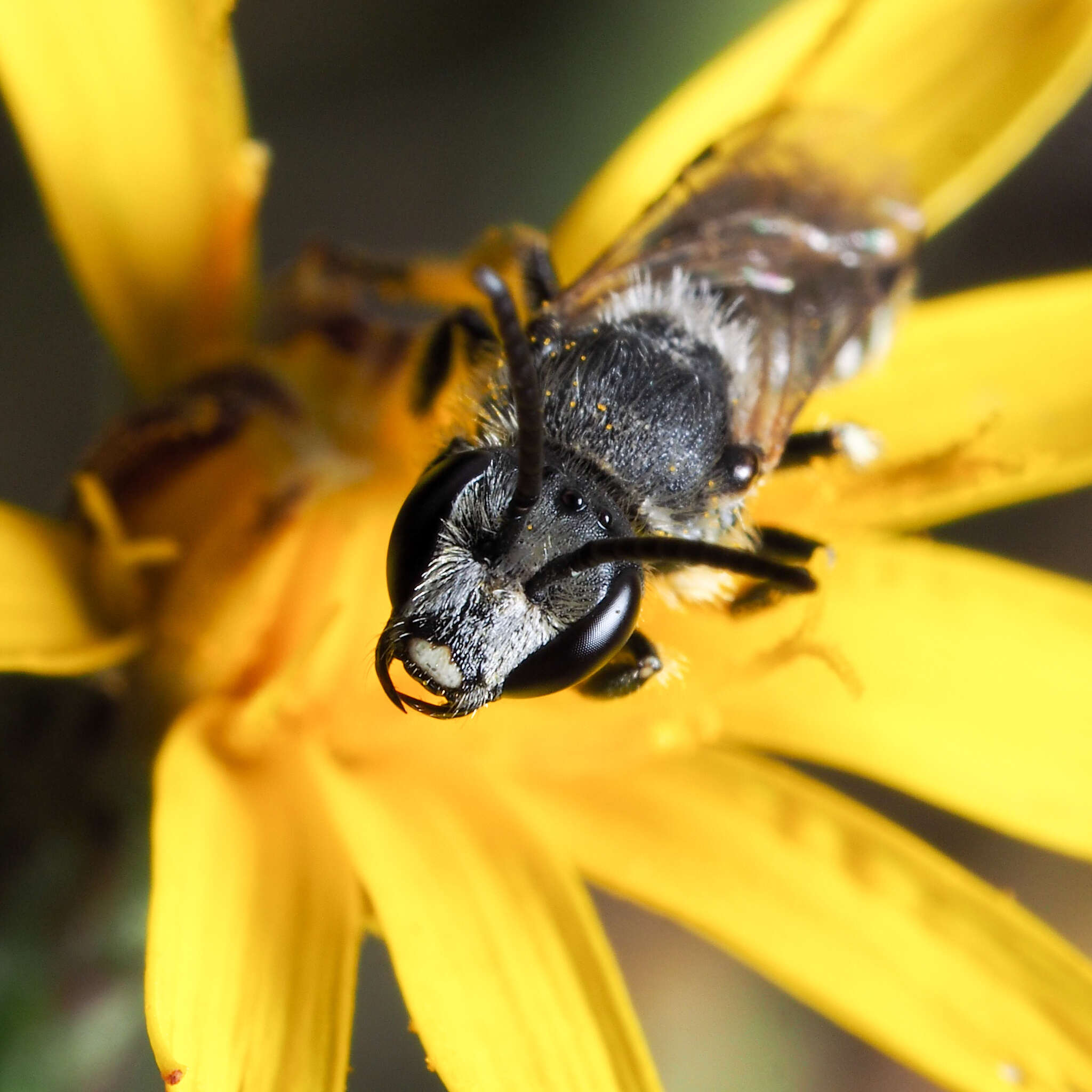 Image of Sweat bee