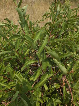 Imagem de Cissus cornifolia (Bak.) Planch.