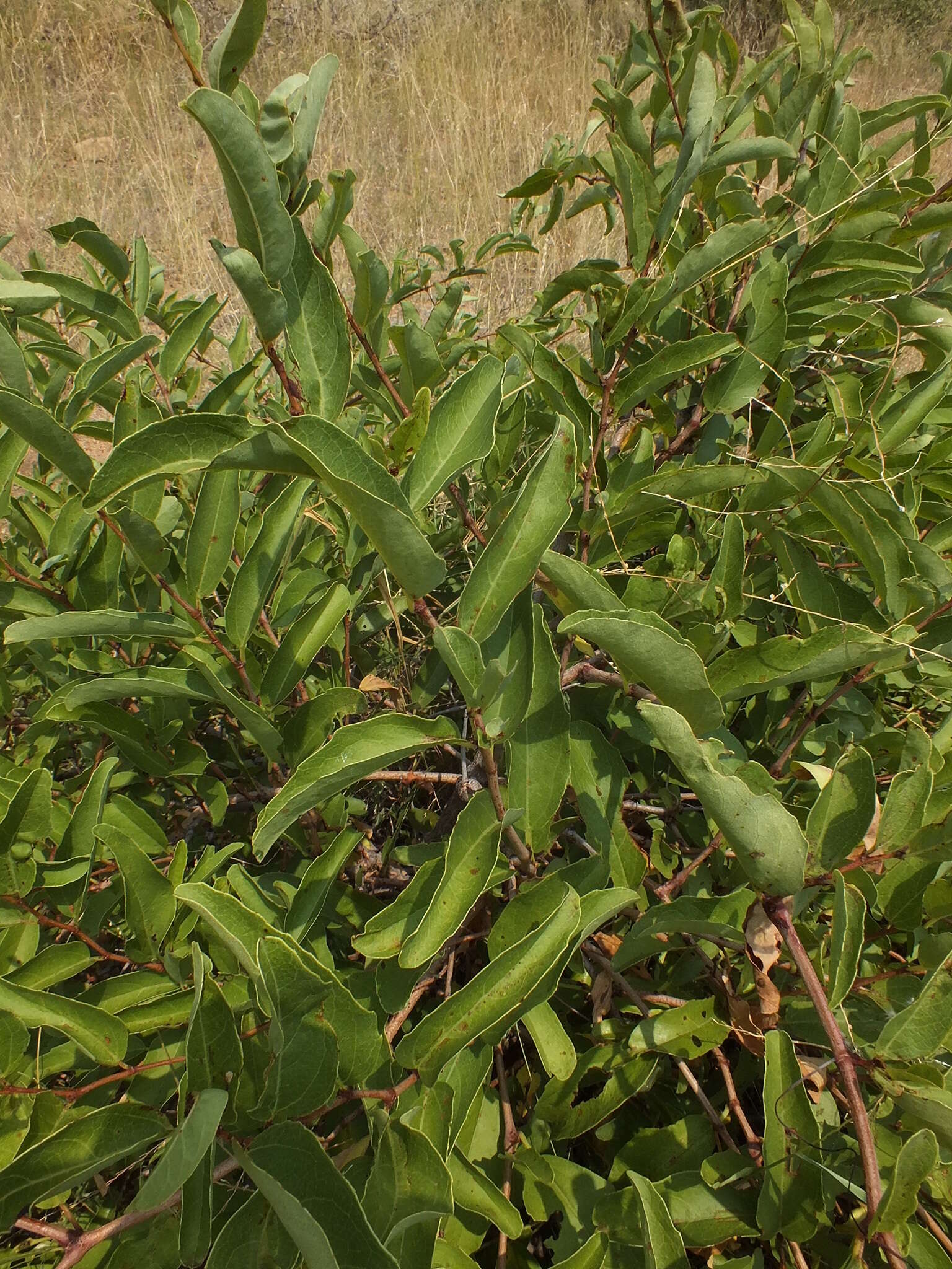 Plancia ëd Cissus cornifolia (Bak.) Planch.