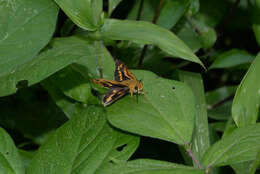 Image of Potanthus flava Murray 1875