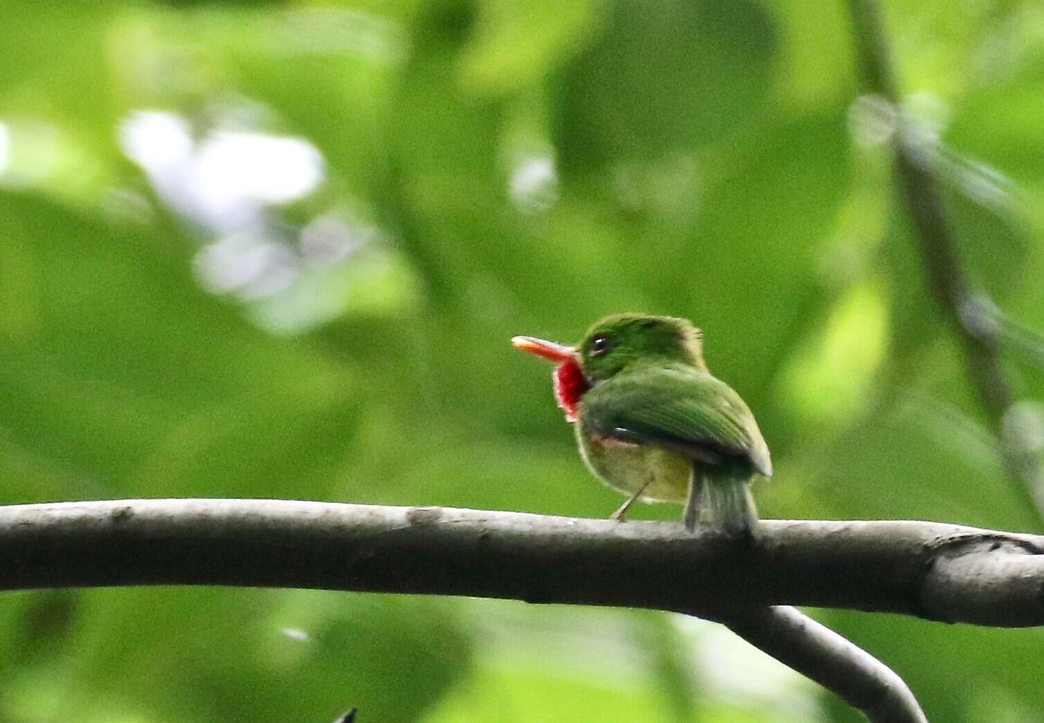 Image of Jamaican Tody