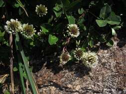 Слика од Trifolium repens subsp. prostratum Nyman