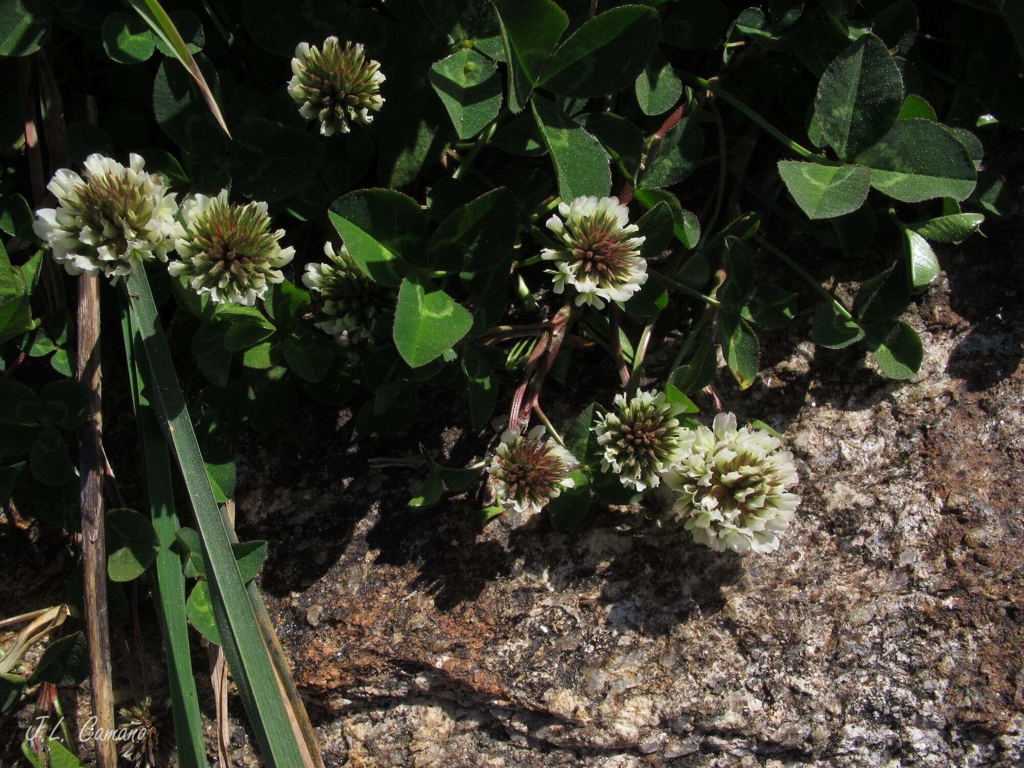 Image of Western Clover