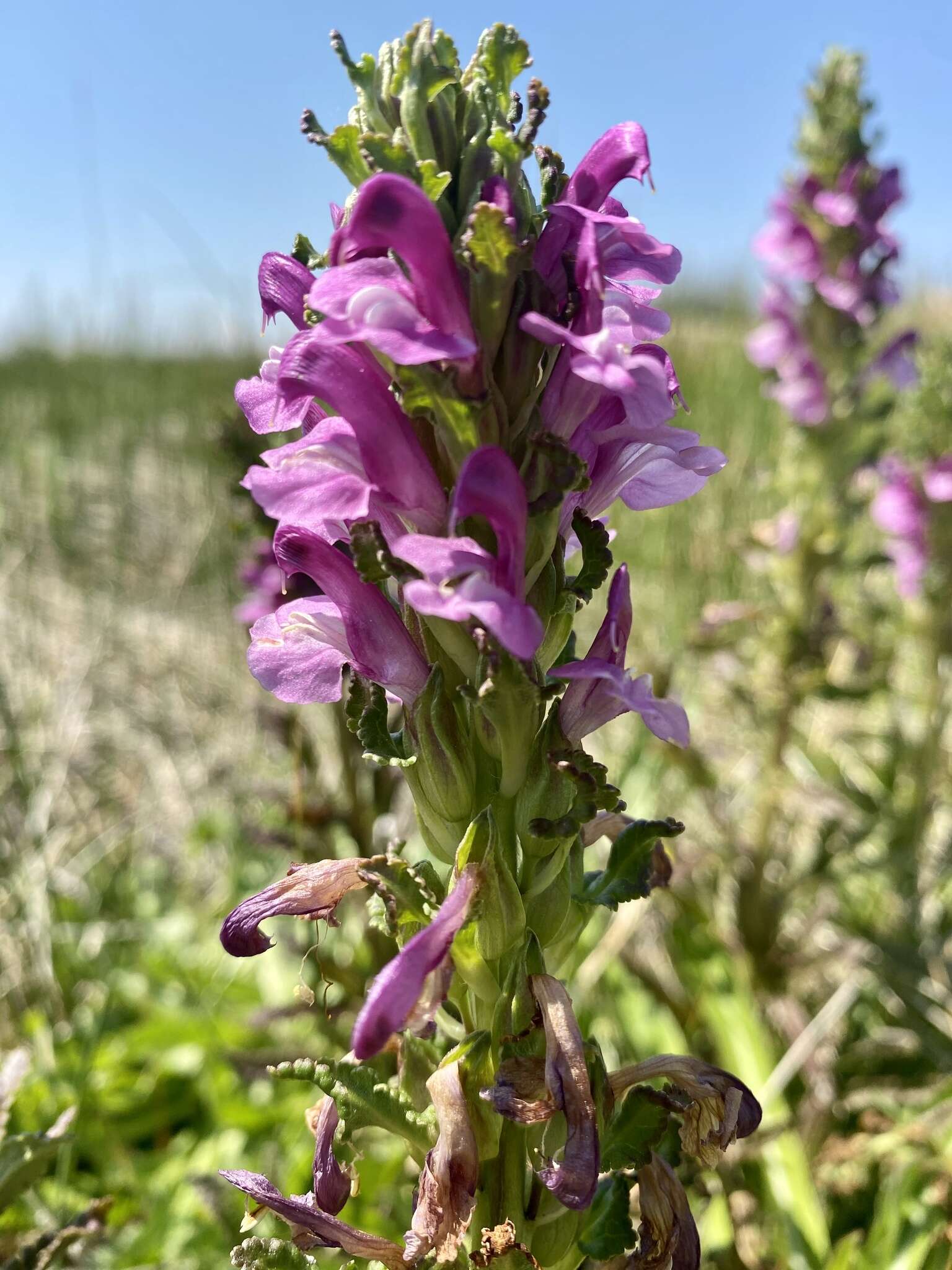 Image of Purple-Flower Lousewort