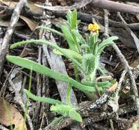 Image of Podotheca angustifolia (Labill.) Less.