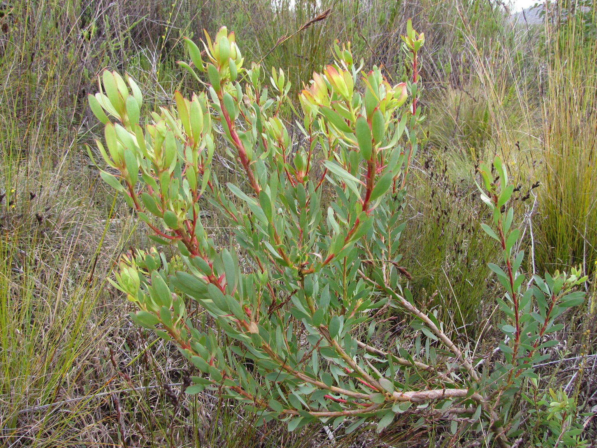 Image of Leucadendron gydoense I. Williams