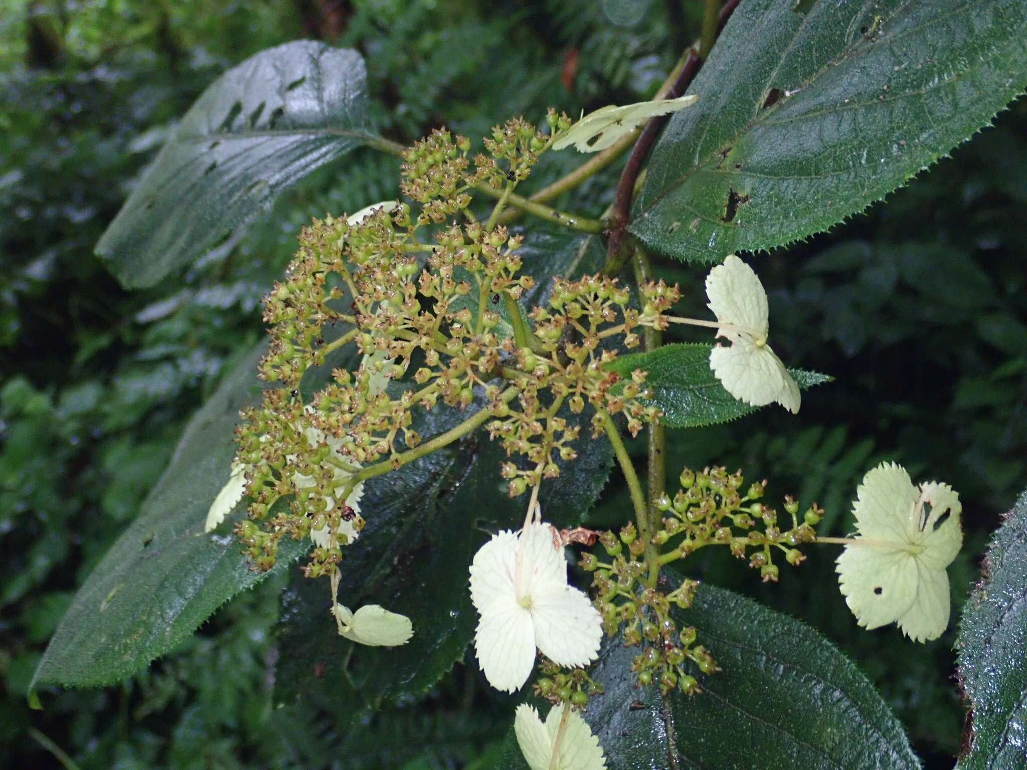 Sivun Hydrangea aspera Buch.-Ham. ex D. Don kuva