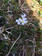 Image de Arabette des Alpes