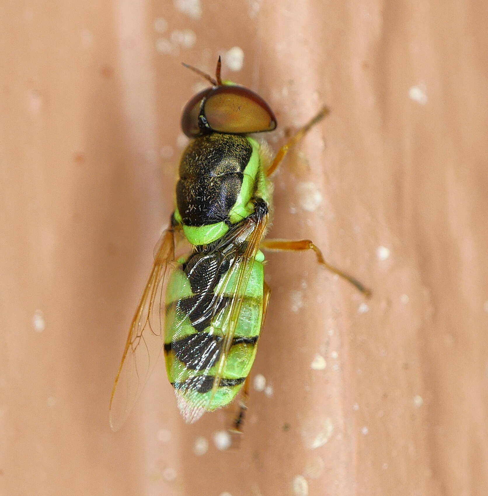 Image of Odontomyia cincta Olivier 1811