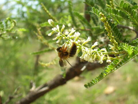 Oxaeinae resmi