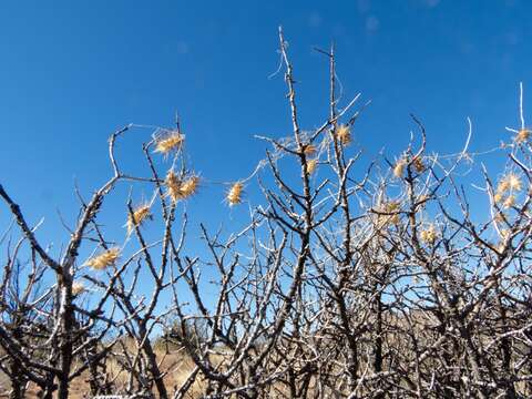 Image of Wild Balsam-Apple