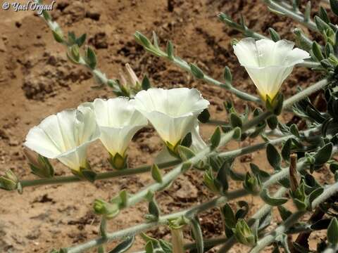 Image of Convolvulus secundus Desr.