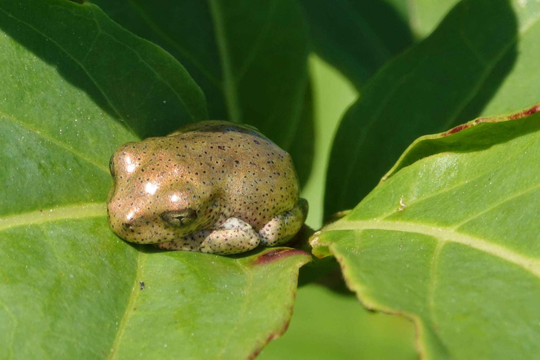 Image of Hispaniolan Common Treefrog