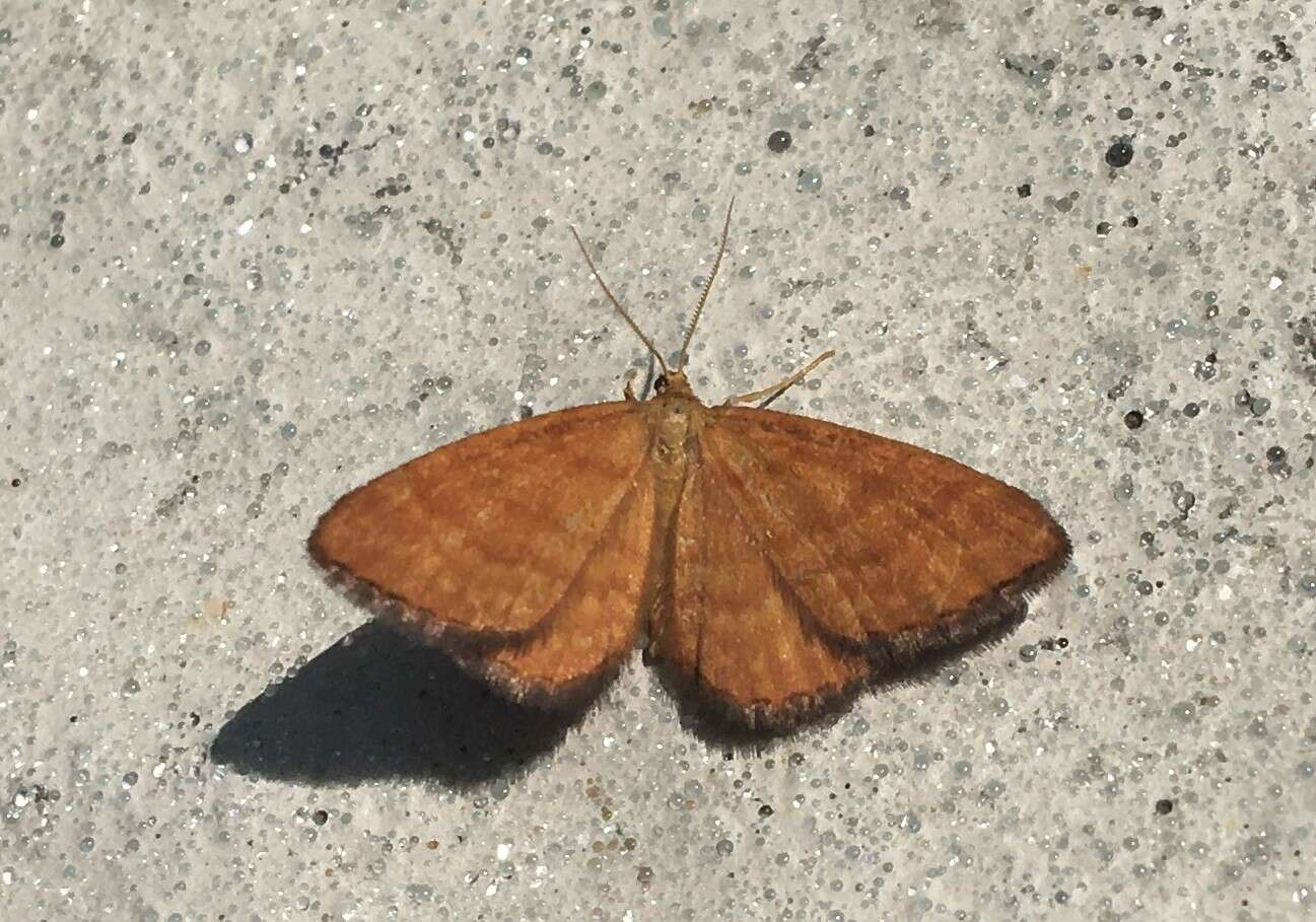 صورة Idaea serpentata Hüfnagel 1767