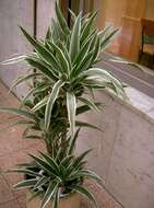 Image of fragrant dracaena