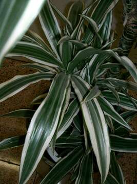 Image of fragrant dracaena