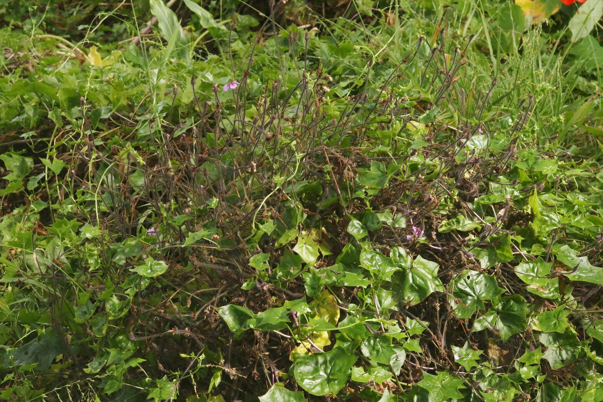 Image of Madiera cranesbill