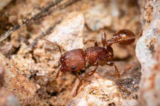 Image of Pogonomyrmex pima Wheeler 1909