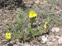 Imagem de Oenothera hartwegii subsp. pubescens (A. Gray) W. L. Wagner & Hoch