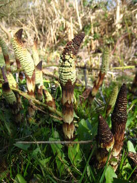 Image of Great Horsetail