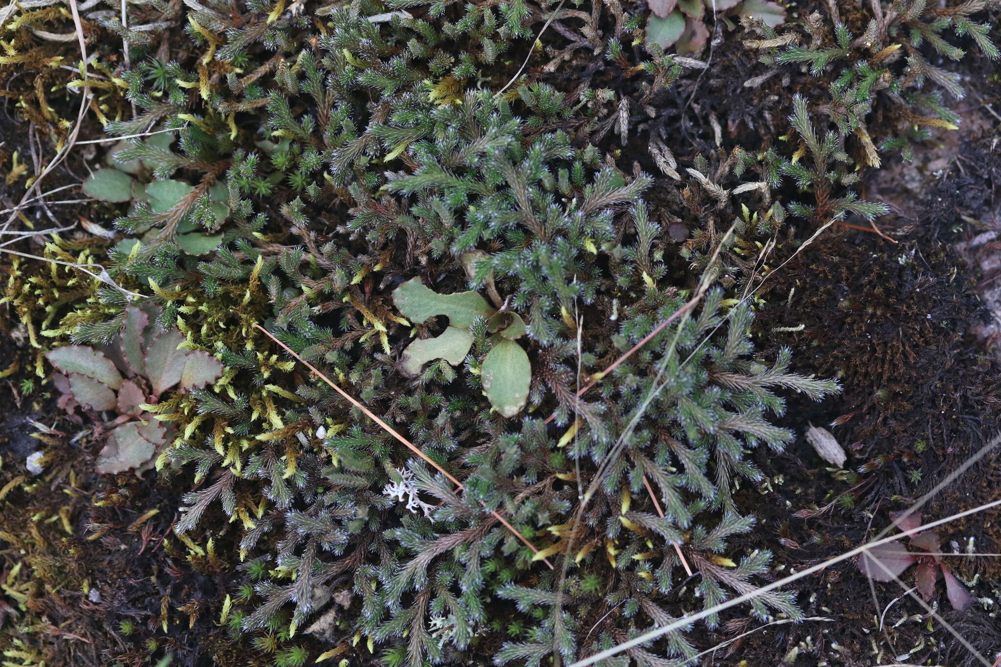 Image of northern selaginella