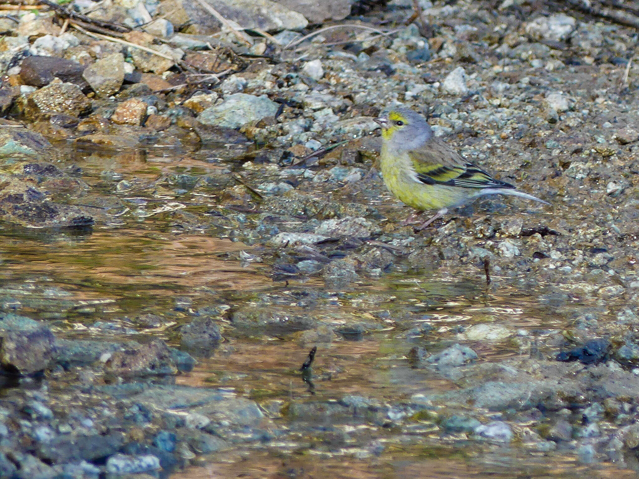 Carduelis corsicana (Koenig & AF 1899)的圖片