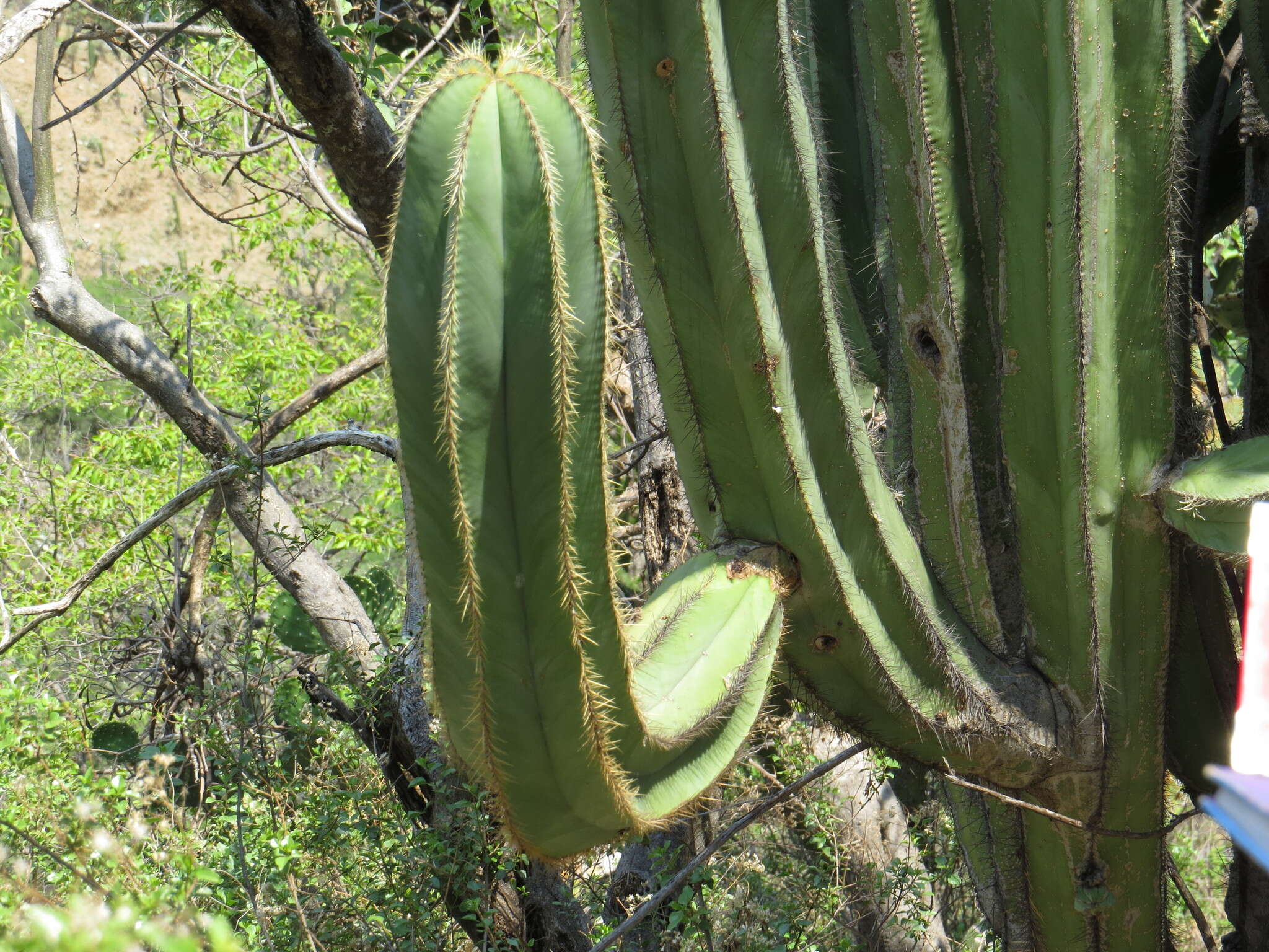 Stenocereus dumortieri (Scheidw.) Buxb.的圖片