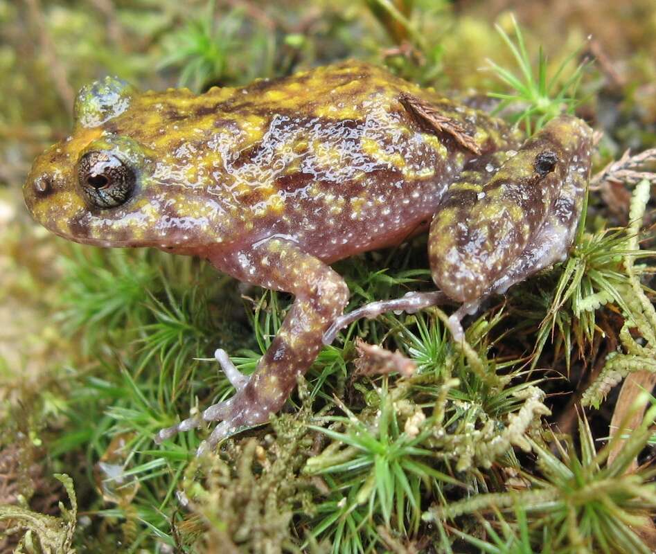 Image of Cycloramphus eleutherodactylus (Miranda-Ribeiro 1920)