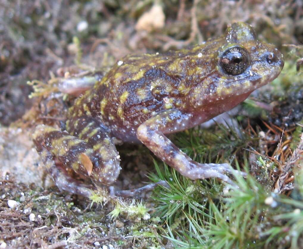 Image of Cycloramphus eleutherodactylus (Miranda-Ribeiro 1920)