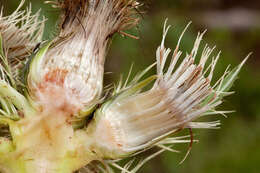 Image of Cirsium scariosum var. coloradense (Rydb.) D. J. Keil