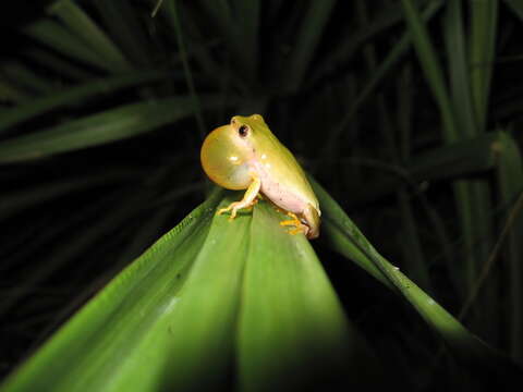 Image of Dendropsophus elianeae (Napoli & Caramaschi 2000)