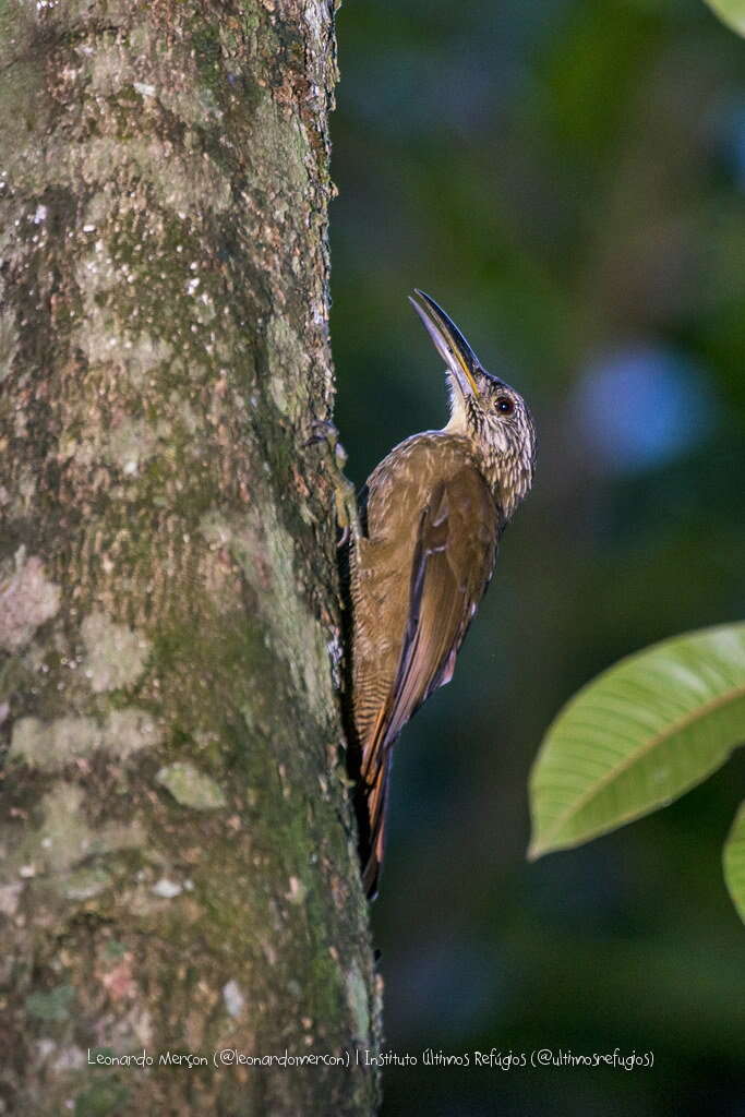 Image of White-throated Woodcreeper