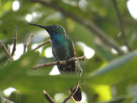 Image of Green-breasted Mango