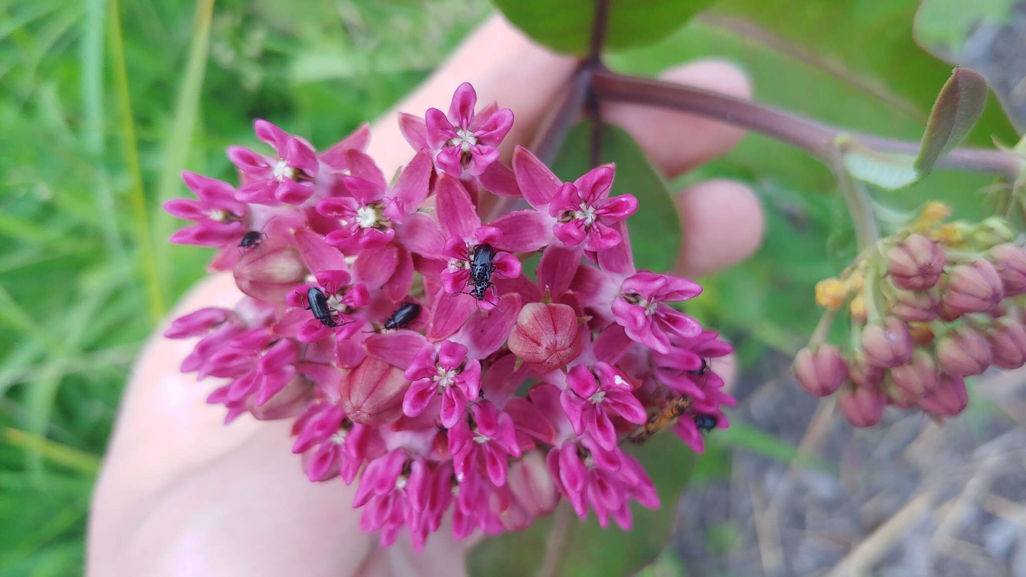 Diabrotica cristata (Harris 1836) resmi