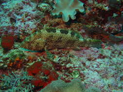 Слика од Epinephelus spilotoceps Schultz 1953