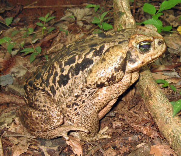 Image of Cururu Toad