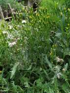 Plancia ëd Senecio dubitabilis C. Jeffrey & Y. L. Chen