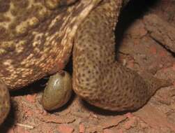 Image of Cururu Toad