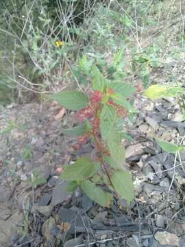 Image de Acalypha phleoides Cav.