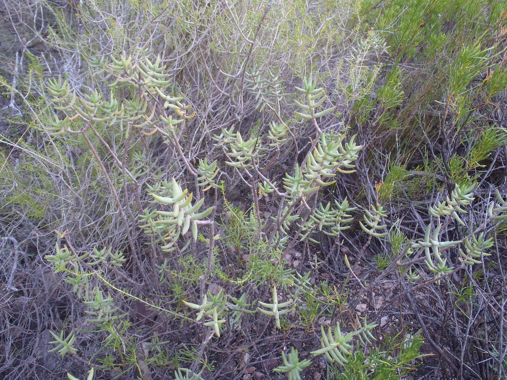 Crassula tetragona subsp. lignescens Tölken resmi