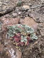 Imagem de Astragalus loanus Barneby