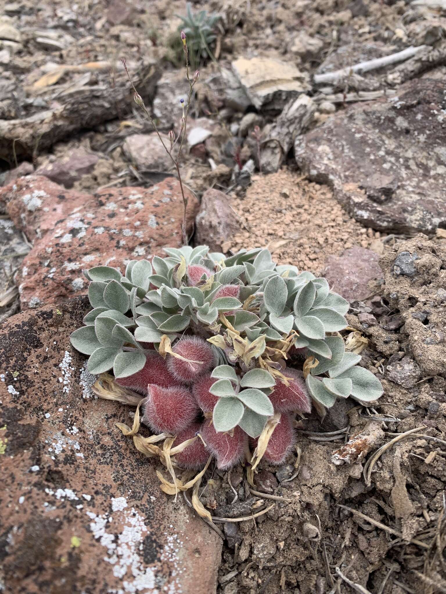 صورة Astragalus loanus Barneby