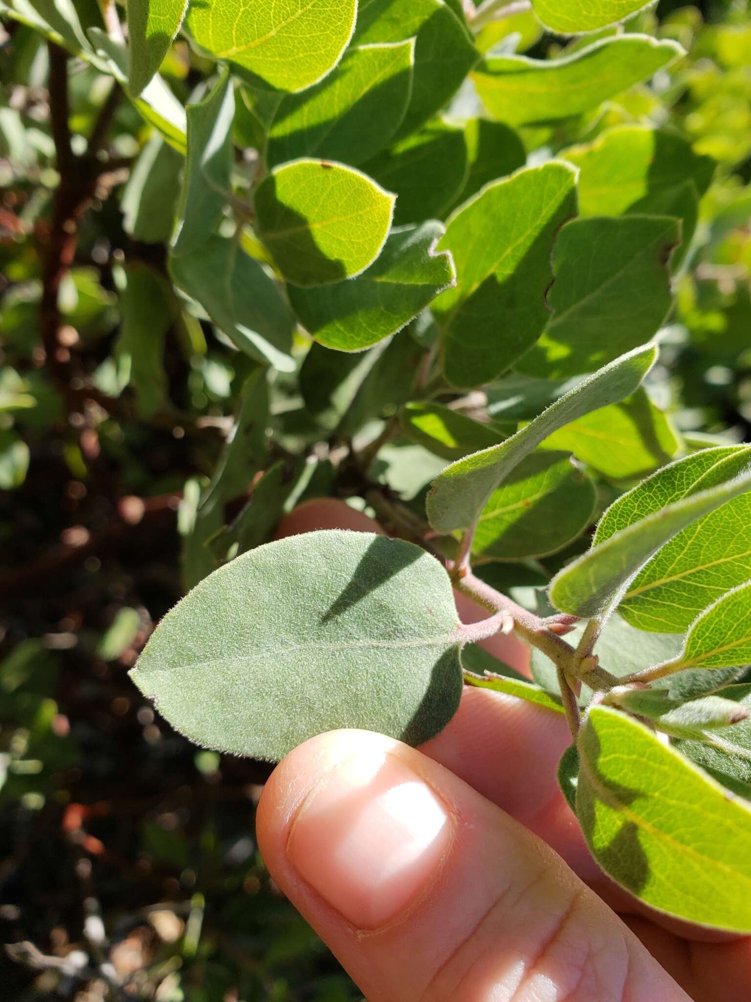 Image of Arctostaphylos glandulosa subsp. cushingiana (Eastw.) J. E. Keeley, M. C. Vasey & V. T. Parker