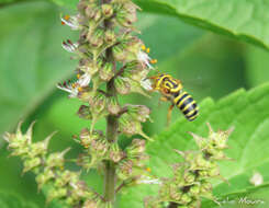 Image of Epanthidium tigrinum (Schrottky 1905)