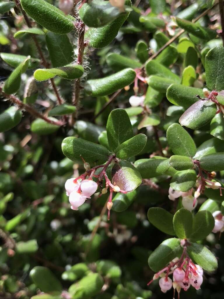 Слика од Arctostaphylos nummularia subsp. mendocinoensis (P. V. Wells) V. T. Parker, M. C. Vasey & J. E. Keeley