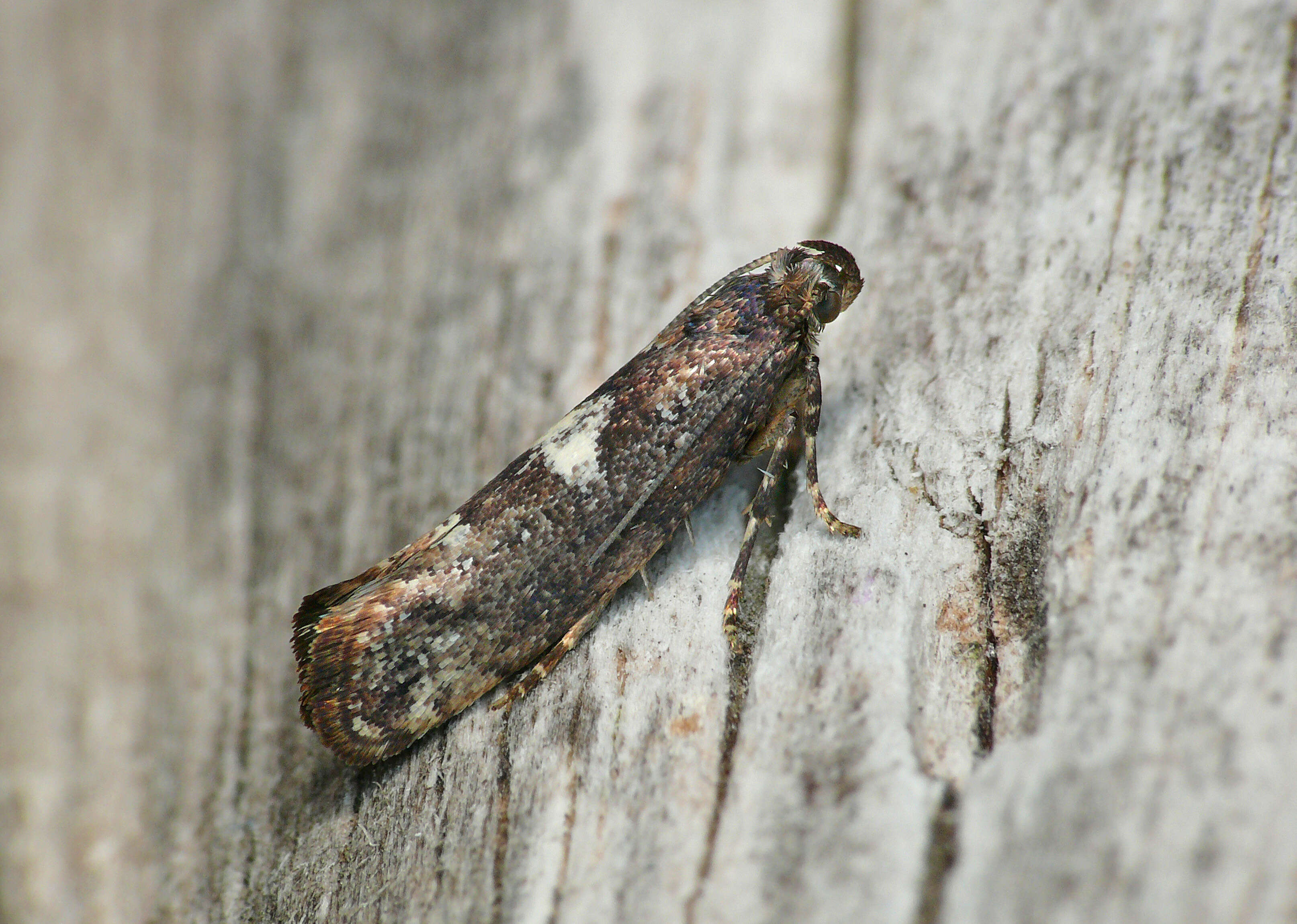 Слика од Acrolepiopsis assectella