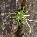 Image of Davidson's rockcress