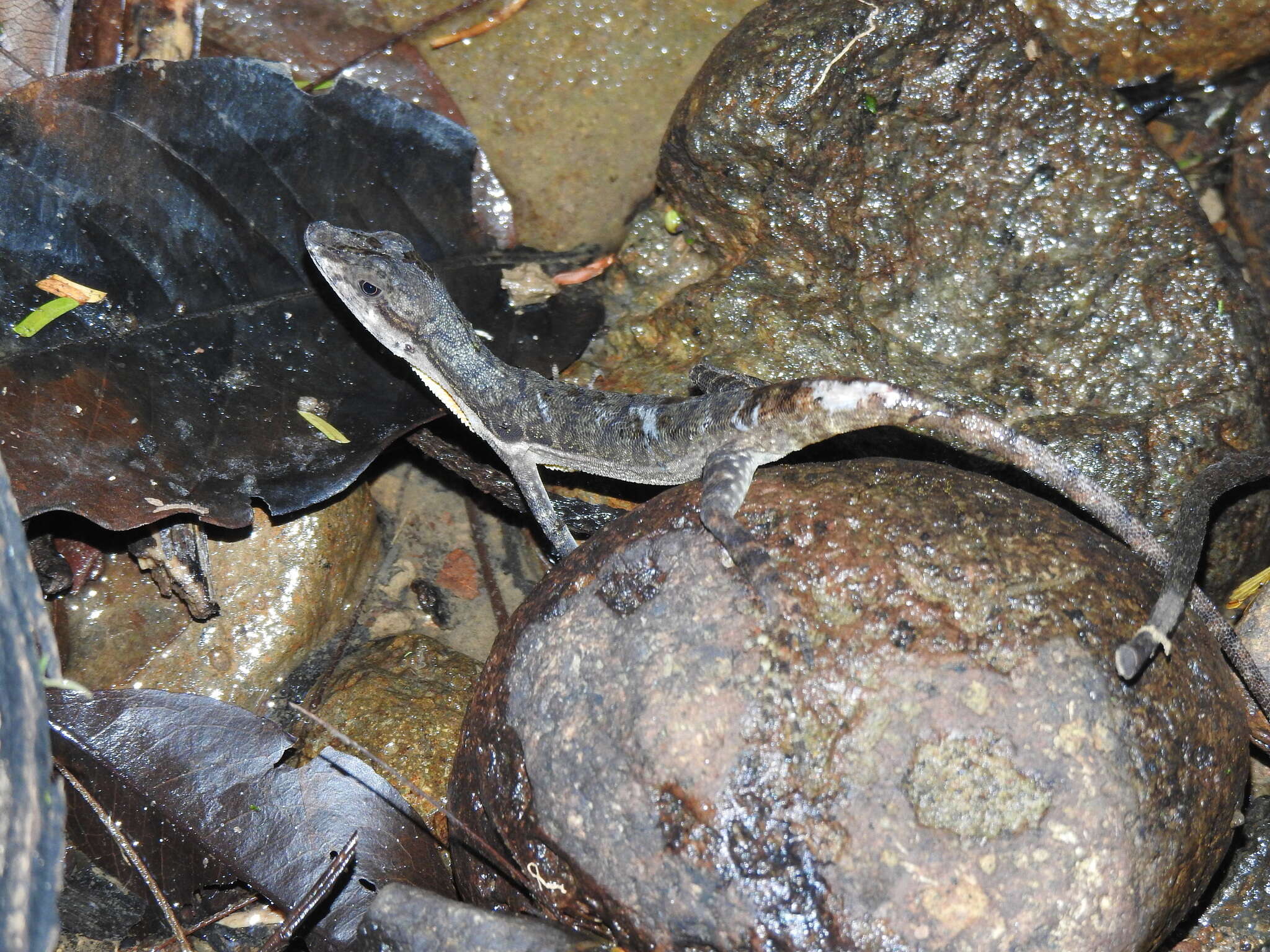 Plancia ëd Anolis oxylophus Cope 1875